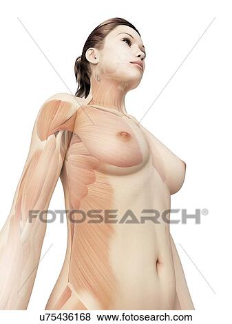 "Female muscular system, Illustration" View Large Illustration Stock Illustration - "Female muscular system, Illustration". Fotosearch