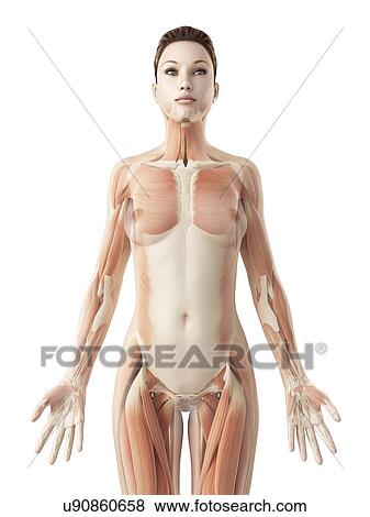 Stock Illustration - "Female muscular system, Illustration". Fotosearch