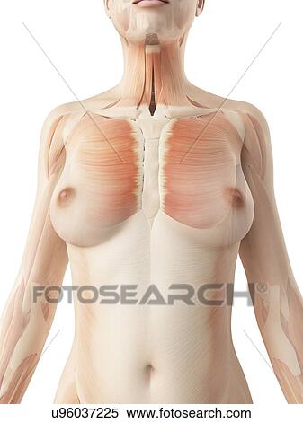 Stock Illustration - "Female muscular system, Illustration". Fotosearch