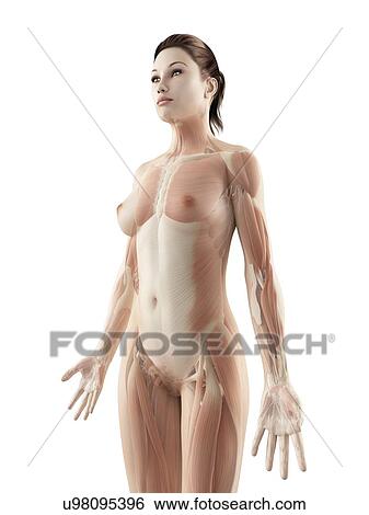 "Female muscular system, Illustration" View Large Illustration Stock Illustration - "Female muscular system, Illustration". Fotosearch