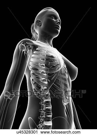 "Female skeletal structure, Illustration" View Large Illustration Clip Art - "Female skeletal structure, Illustration". Fotosearch