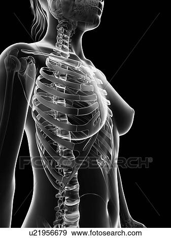 "Female skeletal structure, Illustration" View Large Illustration Stock Illustration - "Female skeletal structure, Illustration". Fotosearch