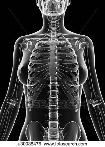 Stock Illustration - "Female skeletal structure, Illustration". Fotosearch