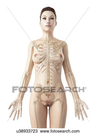 Drawing - "Female skeletal system, Illustration". Fotosearch