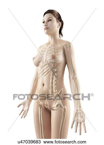"Female skeletal system, Illustration" View Large Illustration Drawing - "Female skeletal system, Illustration". Fotosearch