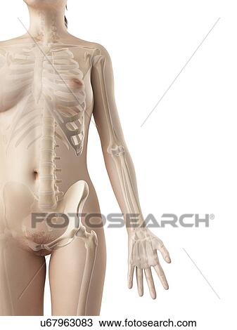 Drawing - "Female skeletal system, Illustration". Fotosearch