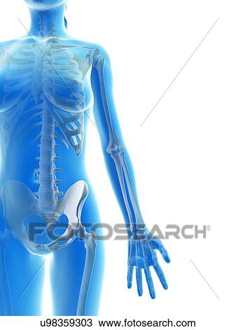 Drawing - "Female skeletal system, Illustration". Fotosearch