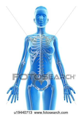 "Female skeleton, Illustration" View Large Illustration Drawing - "Female skeleton, Illustration". Fotosearch