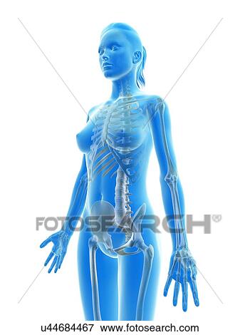 Stock Illustration - "Female skeleton, Illustration". Fotosearch