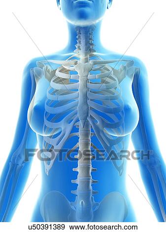 Stock Illustration - "Female skeleton, Illustration". Fotosearch