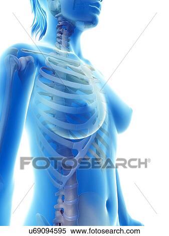 Stock Illustration - "Female skeleton, Illustration". Fotosearch