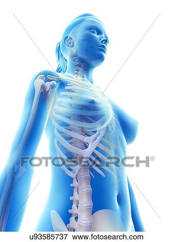 "Female skeleton, Illustration" View Large Illustration Stock Illustration - "Female skeleton, Illustration". Fotosearch