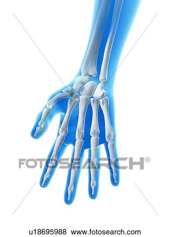 "Finger bones and joints, Illustration" View Large Illustration Stock Illustration - "Finger bones and joints, Illustration". Fotosearch