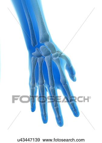 "Finger bones and joints, Illustration" View Large Illustration Stock Illustration - "Finger bones and joints, Illustration". Fotosearch