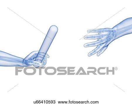 Drawing - "Hand anatomy of a runner, Illustration". Fotosearch