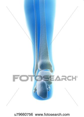 "Heel bones, Illustration" View Large Illustration Stock Illustration - "Heel bones, Illustration". Fotosearch