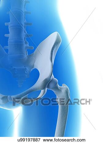 "Hip bones and joint, Illustration" View Large Illustration Stock Illustration - "Hip bones and joint, Illustration". Fotosearch