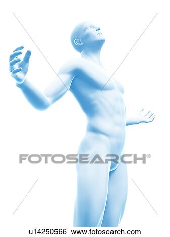 Stock Illustration - "Human anatomy, Illustration". Fotosearch