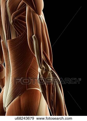 "Human arm muscles, Illustration" View Large Illustration Stock Illustration - "Human arm muscles, Illustration". Fotosearch