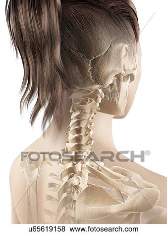 Stock Illustration - "Human cervical spine, Illustration". Fotosearch