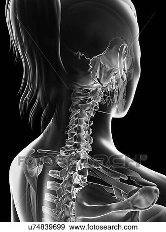 Stock Illustration - "Human cervical spine, Illustration". Fotosearch