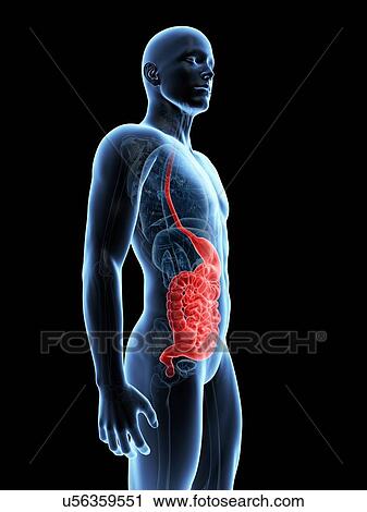 Clip Art - "Human digestive system, Illustration". Fotosearch
