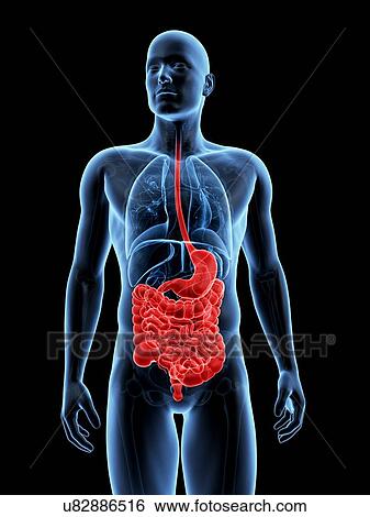 Stock Illustration - "Human digestive system, Illustration". Fotosearch