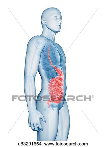 Stock Illustration - "Human digestive system, Illustration". Fotosearch