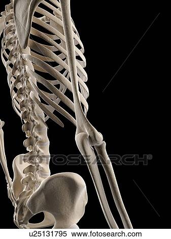 Stock Illustration - "Human elbow, Illustration". Fotosearch