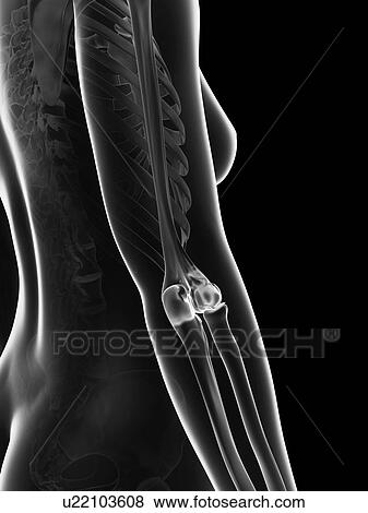 Stock Illustration - "Human elbow joint, Illustration". Fotosearch