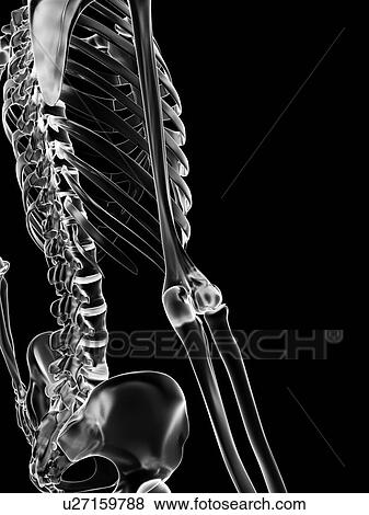 Stock Illustration - "Human elbow joint, Illustration". Fotosearch