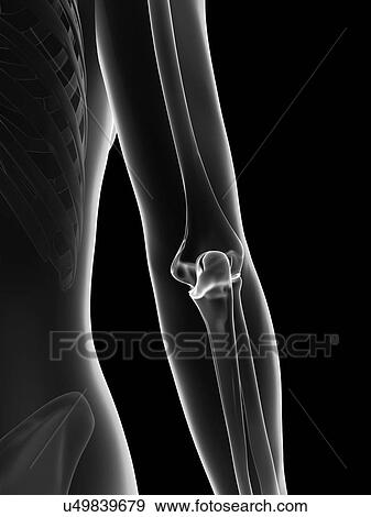 Stock Illustration - "Human elbow joint, Illustration". Fotosearch