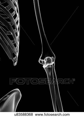 Stock Illustration - "Human elbow joint, Illustration". Fotosearch