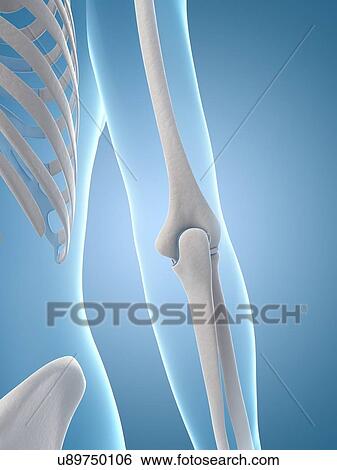 Stock Illustration - "Human elbow joint, Illustration". Fotosearch