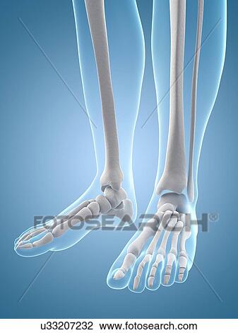 "Human feet bones, Illustration" View Large Illustration Drawing - "Human feet bones, Illustration". Fotosearch