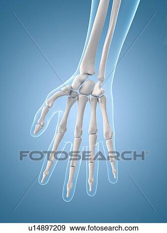 "Human finger bones, Illustration" View Large Illustration Stock Illustration - "Human finger bones, Illustration". Fotosearch