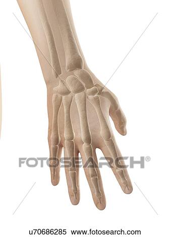 Stock Illustration - "Human finger bones, Illustration". Fotosearch