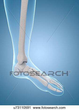 "Human foot bones, Illustration" View Large Illustration Clip Art - "Human foot bones, Illustration". Fotosearch