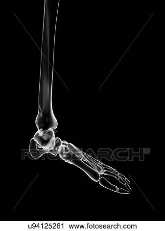 "Human foot bones, Illustration" View Large Illustration Clip Art - "Human foot bones, Illustration". Fotosearch