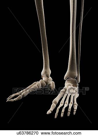 Clipart - "Human foot bones, Illustration". Fotosearch