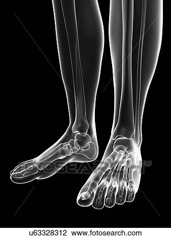 "Human foot bones, Illustration" View Large Illustration Drawing - "Human foot bones, Illustration". Fotosearch