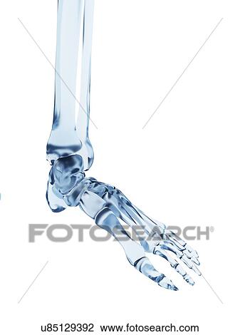 Drawing - "Human foot bones, Illustration". Fotosearch