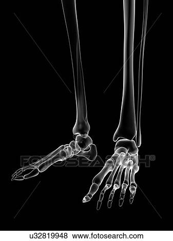 Stock Illustration - "Human foot bones, Illustration". Fotosearch