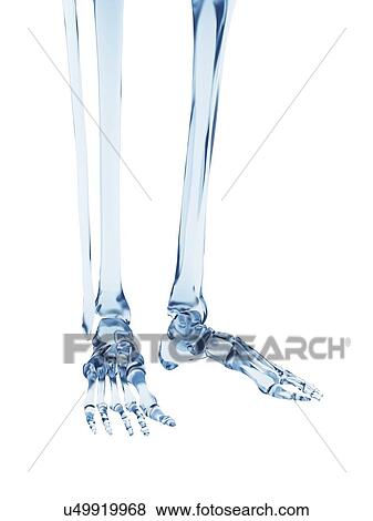 "Human foot bones, Illustration" View Large Illustration Stock Illustration - "Human foot bones, Illustration". Fotosearch