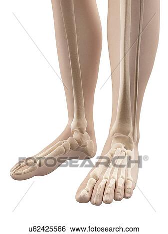 Stock Illustration - "Human foot bones, Illustration". Fotosearch
