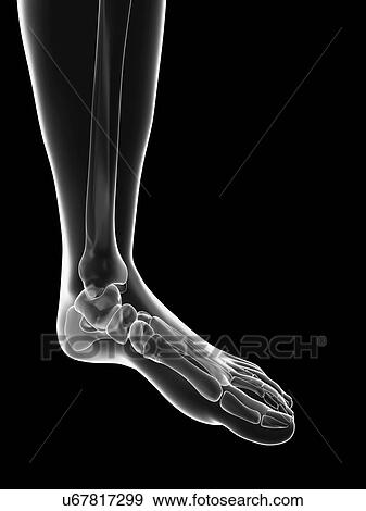Stock Illustration - "Human foot bones, Illustration". Fotosearch