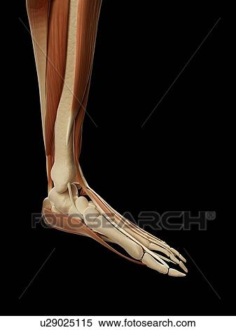 Stock Illustration - "Human foot muscles, Illustration". Fotosearch