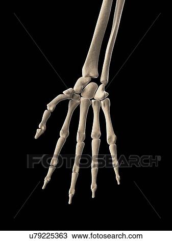 "Human hand bones, Illustration" View Large Illustration Drawing - "Human hand bones, Illustration". Fotosearch