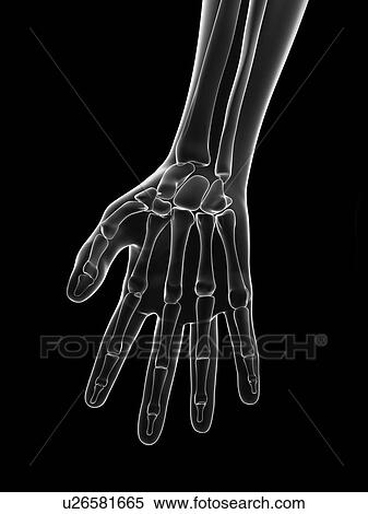 "Human hand bones, Illustration" View Large Illustration Stock Illustration - "Human hand bones, Illustration". Fotosearch
