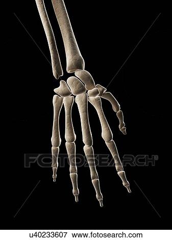 Stock Illustration - "Human hand bones, Illustration". Fotosearch